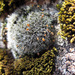 紫萼蘚屬 - Photo (c) Omphalina，保留部份權利CC BY-NC-SA