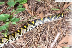 Euprepiophis mandarinus