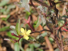 Ludwigia perennis