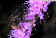 Bombus ignitus