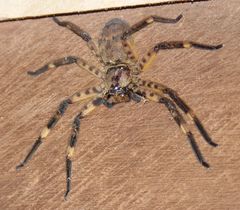 Barylestis