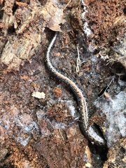 Plethodon serratus