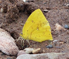Phoebis neocypris rurina