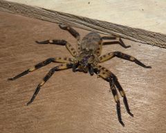 Barylestis