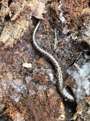 Plethodon serratus