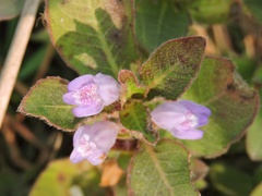 Hygrophila ringens