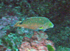 Symphodus mediterraneus