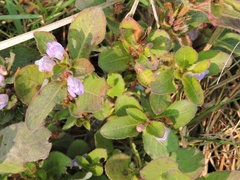 Hygrophila ringens