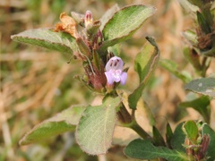 Hygrophila ringens