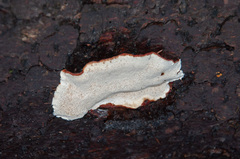 Heterobasidion parviporum