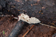 Heterobasidion parviporum