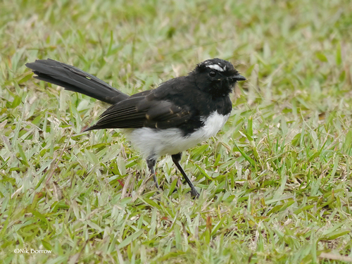 Subspecies Rhipidura leucophrys melaleuca · iNaturalist