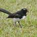 Papuan Willie-Wagtail - Photo (c) Nik Borrow, some rights reserved (CC BY-NC), uploaded by Nik Borrow