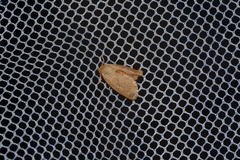 Tortricidia testacea