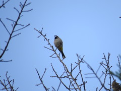 Pycnonotus leucogenys