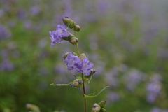 Strobilanthes reticulatus