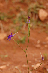 Delphinium consolida paniculatum