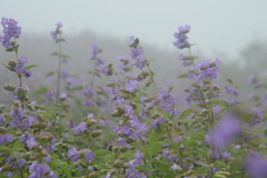 Strobilanthes reticulatus