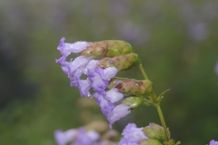 Strobilanthes reticulatus