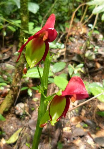 Impatiens hians