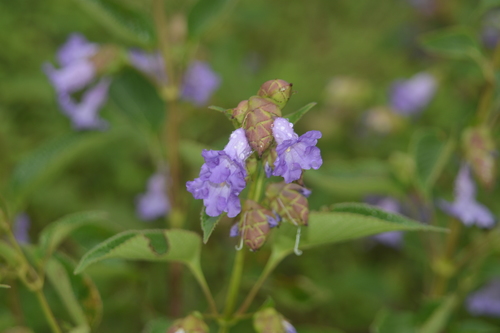 Image of Strobilanthes reticulata by no rights reserved