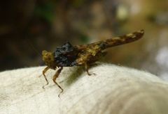 Royitettix pyramidatus