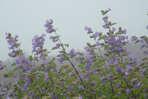 Image of Strobilanthes reticulata by no rights reserved