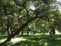 Nectandra angustifolia