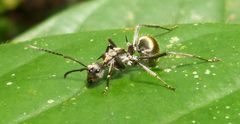 Polyrhachis militaris