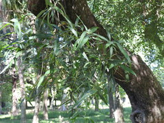 Nectandra angustifolia