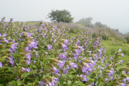 Image of Strobilanthes reticulata by no rights reserved