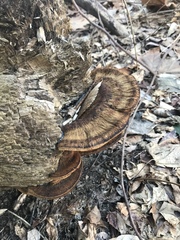 Ischnoderma benzoinum