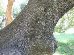 Nectandra angustifolia