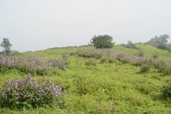 Strobilanthes reticulatus