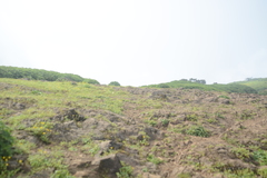 Strobilanthes reticulatus