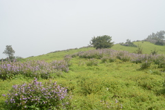 Strobilanthes reticulatus