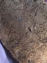 Ischnoderma benzoinum