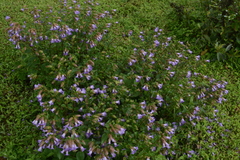 Strobilanthes reticulatus