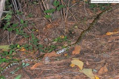 Euprepiophis mandarinus