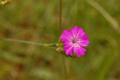 Dianthus viscidus
