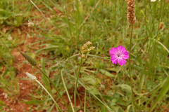 Dianthus viscidus