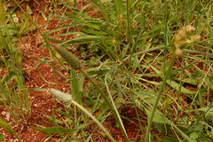 Dianthus viscidus