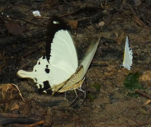 Mocker Swallowtail