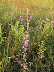 Liatris bracteata