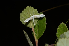 Hellinsia homodactylus