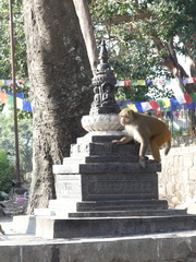 Macaca mulatta
