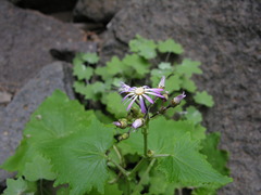 Pericallis echinata image