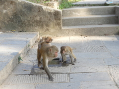 Macaca mulatta