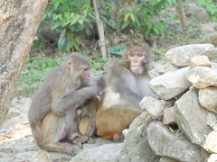 Macaca mulatta