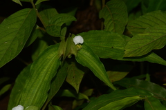 Commelina suffruticosa